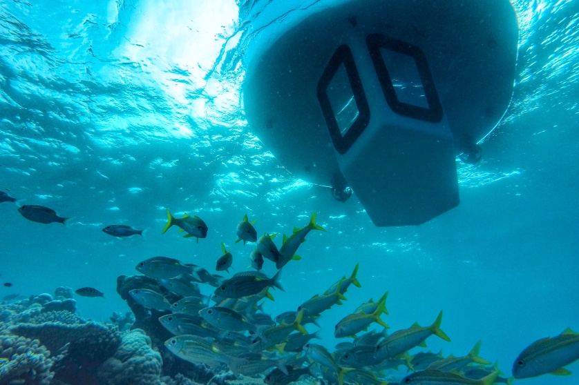 Marine Immersion on the Penguin, a boat with a below-deck glass capsule travelling around Amilla Fushi.