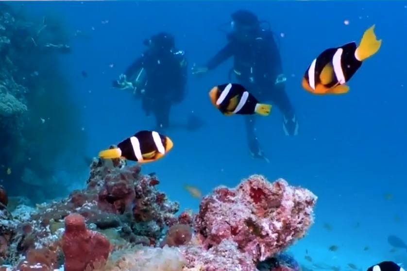 Scuba Diving in the Maldives