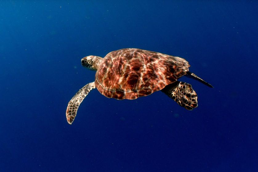 Sea Turtle Discovery - The Olive Ridley Project