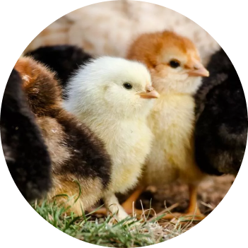 Baby chicks from our Chicken Coop, part of Amilla's commitment to Maldives Sustainability.