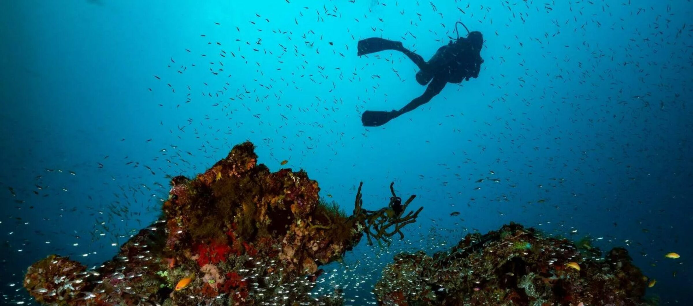 Diving in the Maldives' protected UNESCO Biosphere Reserve