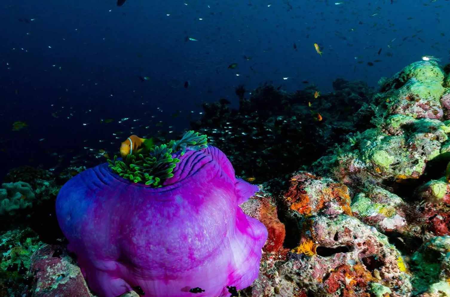 The Maldives coral reefs and aquatic diverse ecosystem of the Maldives UNESCO Biosphere Reserve.