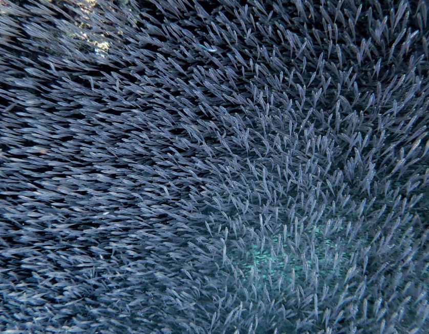 A school of fish, a part of the diverse ecosystem in the Maldives UNESCO Biosphere Reserve.